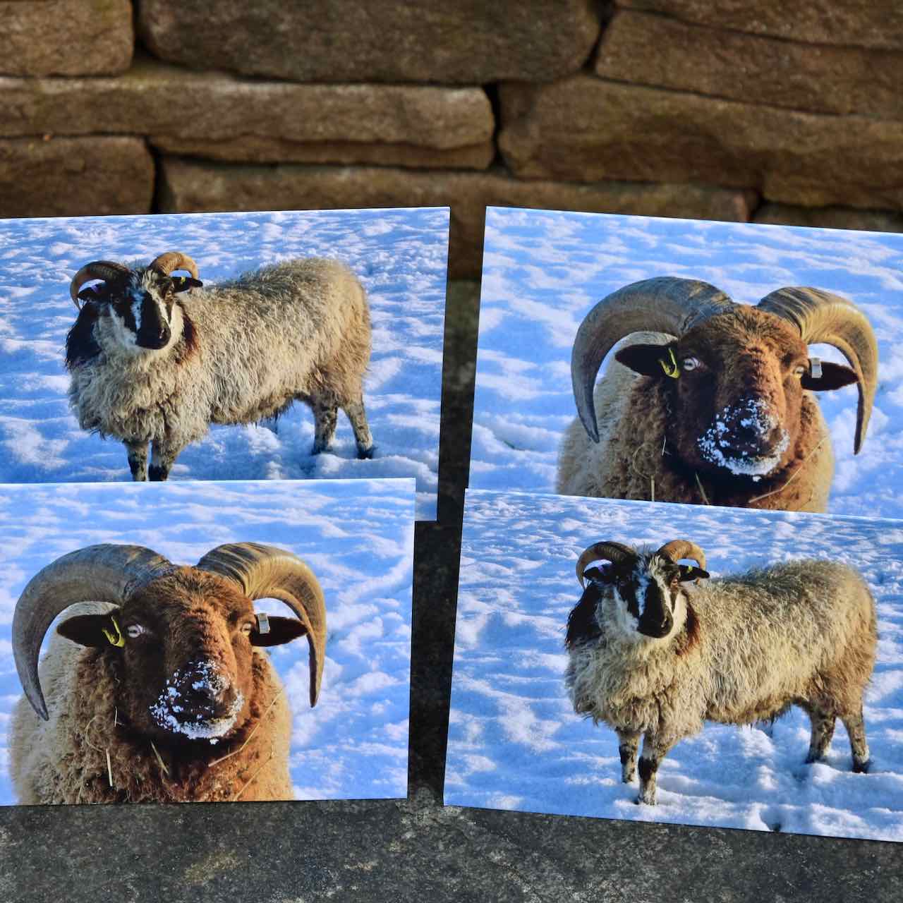 'Winter' - Pack of 4 Greetings Cards