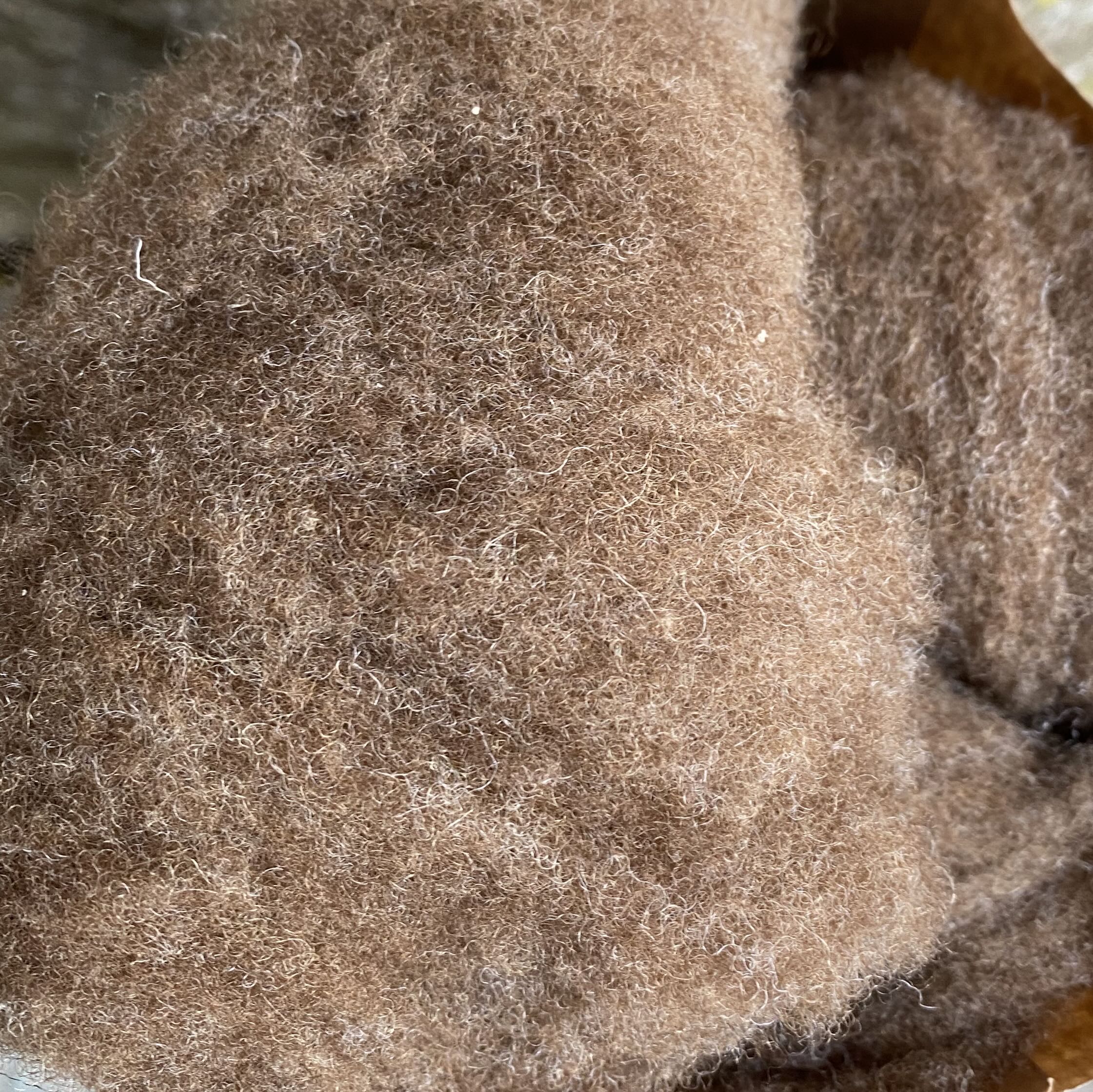 Naturally Coloured, Scoured & Carded Fleece (100g)